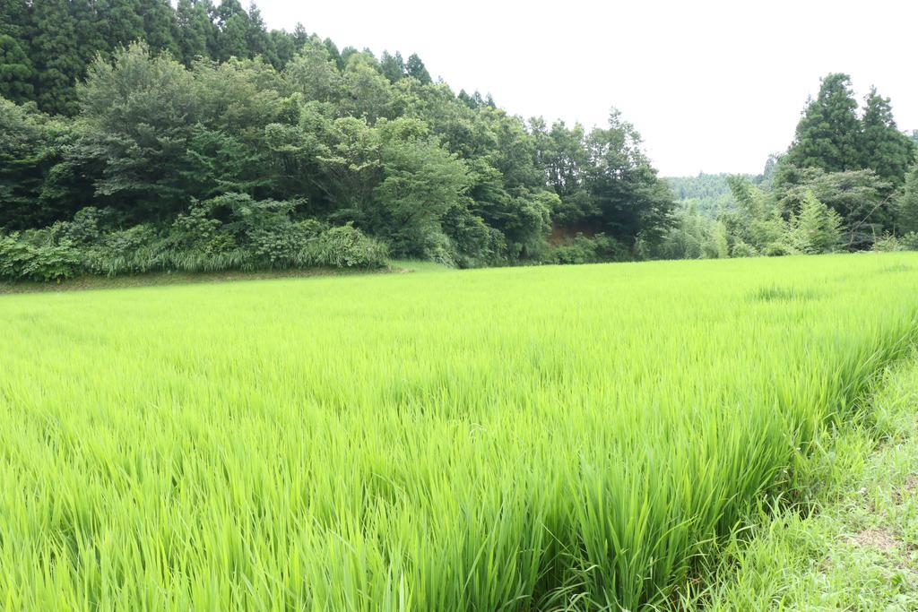 Minshuku Shiroyama Hotel Taketa Ngoại thất bức ảnh